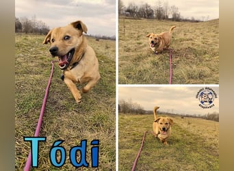 Tódi, ein unkomplizierter und verkuschelter Junghund