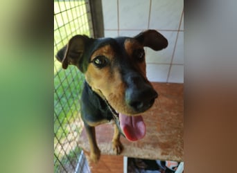 Shadow wurde von seinem Besitzer nicht mehr gewollt !