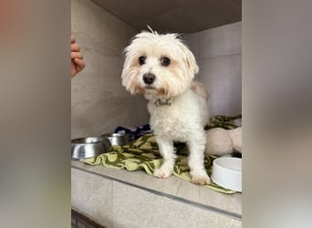 Rontó Maci, süßer wuschelkopf auf der Suche nach seiner Familie !