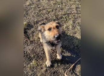 Bubi, eine kleine menschenbezogene Wuschelhündin , die es bisher nicht gut hatte.