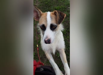 Dolly, ein ganz besonders schönes Hundemädchen, wurde vermutlich ausgesetzt !