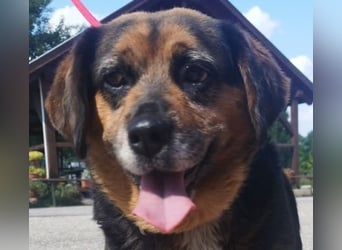 Dagi,  ein Herz auf 4 Pfoten  lebt auf einer Pflegestelle in NRW