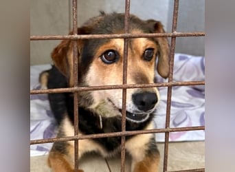 Senior Czsibeske sucht nochmal ein neues Zuhause !