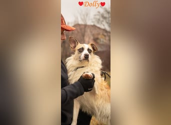 Dolly, ein ganz besonders schönes Hundemädchen, wurde vermutlich ausgesetzt !