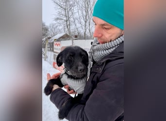 Bezaubernde Oreo  ist freundlcih und liebt das Kuscheln !