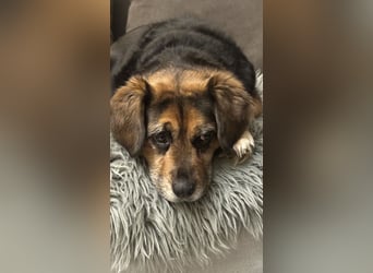 Dagi,  ein Herz auf 4 Pfoten  lebt auf einer Pflegestelle in NRW