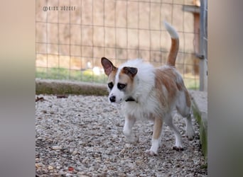 Dolly, ein ganz besonders schönes Hundemädchen, wurde vermutlich ausgesetzt !