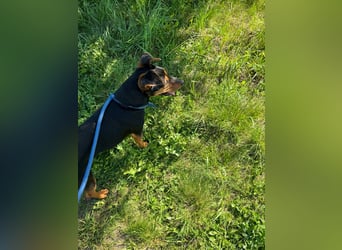 Shadow wurde von seinem Besitzer nicht mehr gewollt !