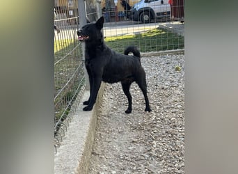 Sapi Mami taut langsam auf ! Ein Zuhause mit einem netten Ersthund wäre toll !