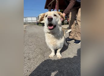 Angelina, kleiner Hund mit einem großen Herzen voller Liebe !