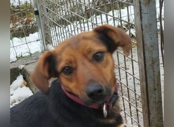 Édi, ein fröhliche Hündin mit einem kleinen Handicap, was sie aber nicht stört !