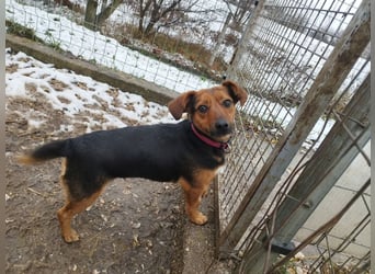 Édi, ein fröhliche Hündin mit einem kleinen Handicap, was sie aber nicht stört !