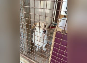 Angelina, kleiner Hund mit einem großen Herzen voller Liebe !
