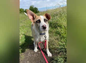 Dolly, ein ganz besonders schönes Hundemädchen, wurde vermutlich ausgesetzt !