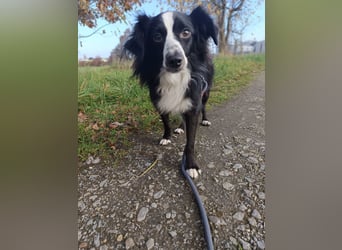 Killua befindet sich schon in Deutschland und sucht ein neues Zuhause !