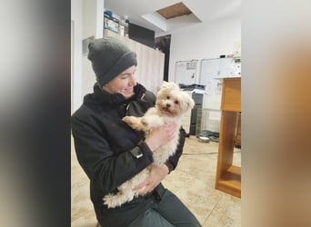 Rontó Maci, süßer wuschelkopf auf der Suche nach seiner Familie !