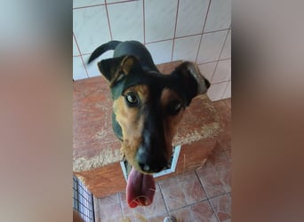 Shadow wurde von seinem Besitzer nicht mehr gewollt !