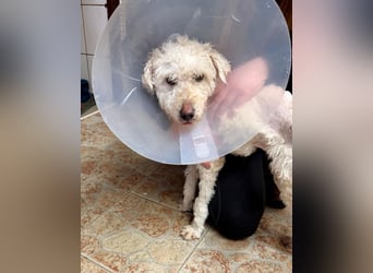 Dundi ein ganz schlimmer Fall von Misshandlung !