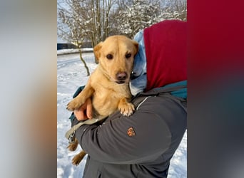 Morzsa, ein fröhlicher kleiner Herzensbrecher !