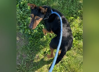 Shadow wurde von seinem Besitzer nicht mehr gewollt !