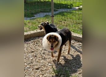 Senior Czsibeske sucht nochmal ein neues Zuhause !