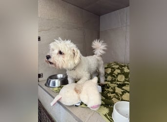 Rontó Maci, süßer wuschelkopf auf der Suche nach seiner Familie !