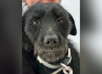 Bezaubernde Oreo  ist freundlcih und liebt das Kuscheln !