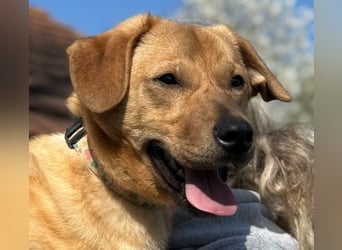 Tódi, ein unkomplizierter und verkuschelter Junghund