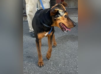 Shadow wurde von seinem Besitzer nicht mehr gewollt !