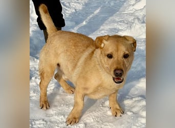 Morzsa, ein fröhlicher kleiner Herzensbrecher !