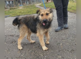 Bubi, eine kleine menschenbezogene Wuschelhündin , die es bisher nicht gut hatte.