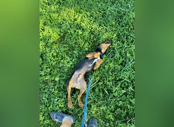 Shadow wurde von seinem Besitzer nicht mehr gewollt !