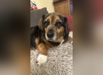 Dagi,  ein Herz auf 4 Pfoten  lebt auf einer Pflegestelle in NRW