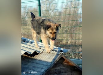 Bubi, eine kleine menschenbezogene Wuschelhündin , die es bisher nicht gut hatte.