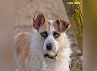 Dolly, ein ganz besonders schönes Hundemädchen, wurde vermutlich ausgesetzt !