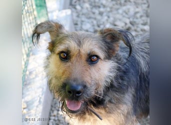 Bubi, eine kleine menschenbezogene Wuschelhündin , die es bisher nicht gut hatte.