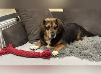 Dagi,  ein Herz auf 4 Pfoten  lebt auf einer Pflegestelle in NRW