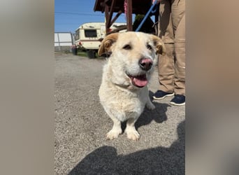 Angelina, kleiner Hund mit einem großen Herzen voller Liebe !