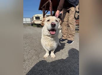 Angelina, kleiner Hund mit einem großen Herzen voller Liebe !
