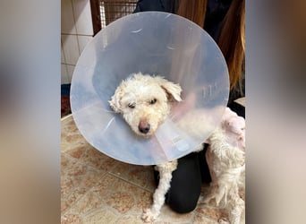 Dundi ein ganz schlimmer Fall von Misshandlung !