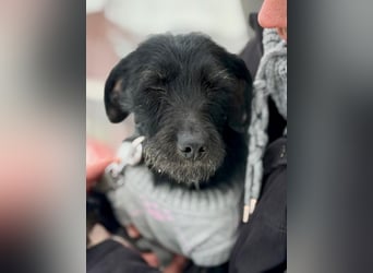 Bezaubernde Oreo  ist freundlcih und liebt das Kuscheln !