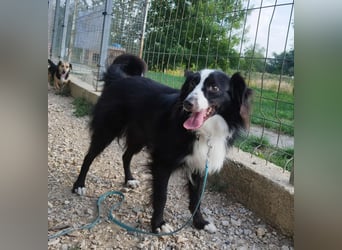 Killua befindet sich schon in Deutschland und sucht ein neues Zuhause !