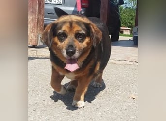 Dagi,  ein Herz auf 4 Pfoten  lebt auf einer Pflegestelle in NRW