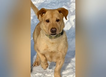 Morzsa, ein fröhlicher kleiner Herzensbrecher !