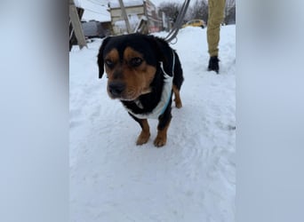 Tipli, ein ganz lieber und putziger Rüde, der Menschen sehr mag !