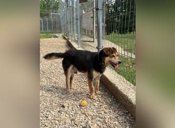 Senior Czsibeske sucht nochmal ein neues Zuhause !