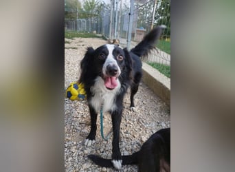 Killua befindet sich schon in Deutschland und sucht ein neues Zuhause !