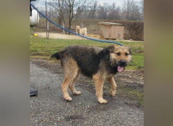 Bubi, eine kleine menschenbezogene Wuschelhündin , die es bisher nicht gut hatte.