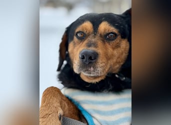 Tipli, ein ganz lieber und putziger Rüde, der Menschen sehr mag !