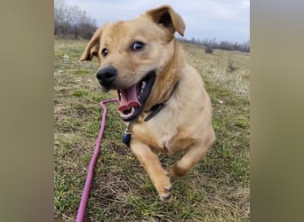 Tódi, ein unkomplizierter und verkuschelter Junghund